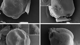 Nematode Morphology [upl. by Santini64]