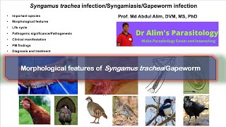 Syngamus tracheaGapeworm infectionSyngamiasis Morphology of Syngamus sp [upl. by Iatnohs970]