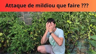 Attaque de mildiou que faire [upl. by Acirre]