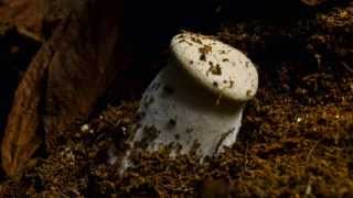 King Oyster mushroom  Pleurotus eryngii  Time Lapse [upl. by Jehias]