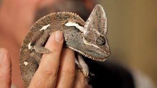 6 Care Tips for Chameleons  Pet Reptiles [upl. by Ahswat]