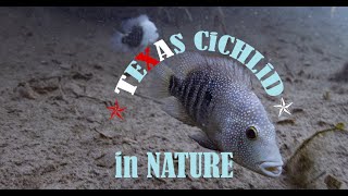 Texas Cichlid in nature  wild Herichthys cyanoguttatus habitat [upl. by Eilyah219]