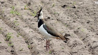 Northern Lapwing  Kiebitz  Vanellus vanellus  calling [upl. by Nodababus]