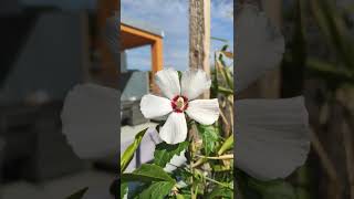 Hibiskus Eibisch Sichtschutz Straucheibisch Hibiscus syriacus [upl. by Autrey]