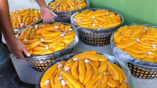 Mullet Roe Harvesting Luxurious Fish Roe Making Fried Mullet  頂級烏魚子製作  Taiwanese Food [upl. by Ecarg105]