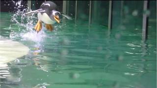 Adorable dancing and jumping penguins at the Munich Zoo [upl. by Noble838]