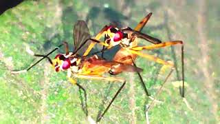 quotUnbelievable StiltLegged Flies Encounters Fascinating Moments Caught On Cameraquot [upl. by Frida323]