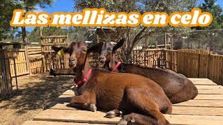 Las cabras mellizas están en celo [upl. by Xenia]