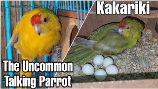 Kakariki Parrot  Uncommon Pet  Talking Parrot  Care amp Breeding Tips  All About Pets Hindi [upl. by Kidder]