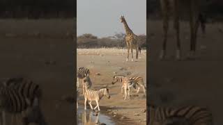 Giraffe Zebras Eland Antelopes amp Wildebeests gathering at a Waterhole Etosha ytshorts [upl. by Ahsaeym]