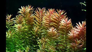 Rotala Rotundifolia  Plantas acuarios plantados HD [upl. by Noral923]