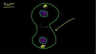 Biology Lecture  50  Mitosis Metaphase Anaphase and Telophase [upl. by Llenyl]