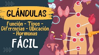 🧠​ GLANDULAS ENDOCRINAS Fácil Explicación Cuales son Que son Hipotalamo e Hipófisis [upl. by Happ]