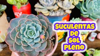 SUCULENTAS DE SOL PLENO SERÁ QUE ELAS PODEM SER CULTIVADAS A MEIA SOMBRA [upl. by Amikehs490]