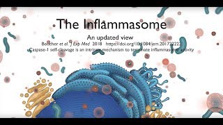 The inflammasome signalling pathway updated [upl. by Akinwahs]