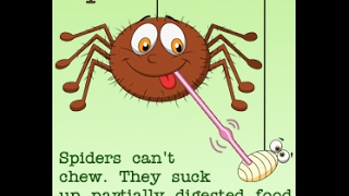 A Detailed Description of the Anatomy of Spiders [upl. by Hulbert]