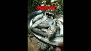 गड्डी गाडका असाला Asala माछाSchizothorax shorts fishing [upl. by Ahseinod511]