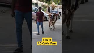 TITLI WALKS WITHOUT ROPES  AQ Cattle Farm [upl. by Ewens]