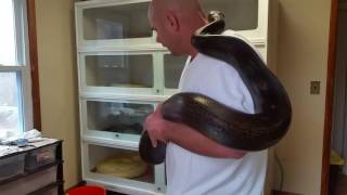 Reticulated Python Handling and Care [upl. by Philippine]