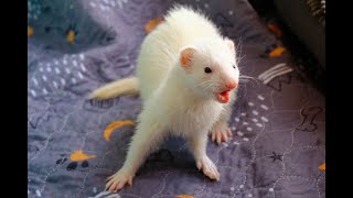 Ferret Time 💜 PirateSoftware 💛 Wiki Music Diet Rescue [upl. by Akinnor895]