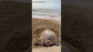 Mother Turtle Lays Eggs At Six Senses Con Dao [upl. by Kciredor]