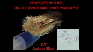 Hémocytes dhuitre et phagocytose de levures SVT Hervé Kempf lycée de lElorn [upl. by Learsiy]