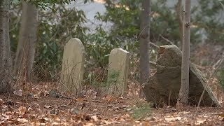 Long Island town working to ID those buried at hidden AfricanAmerican cemetery [upl. by Federica631]