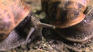 The Sex Life of a Snail  Wildlife Documentary [upl. by Kado]