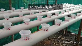 Pilih mana Hidroponik system DFT atau NFT [upl. by Eelegna782]