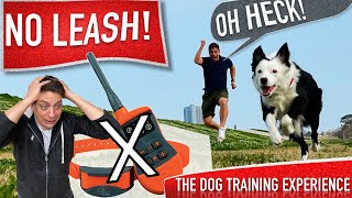 How To Train Your Dog to Be OFF LEASH Without a Shock Collar [upl. by Eirrem]