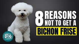 8 Reasons Why You SHOULD NOT Get a Bichon Frise [upl. by Kolnos]