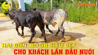 TỒN TV  NUÔI BÒ 3B VỚI SỐ VỐN NHỎ [upl. by Sapphira129]