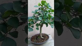 Ficus triangularis ¿lo conoces [upl. by Sherj]