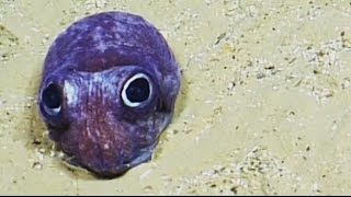 Cute Bobtail Squid  Nautilus Live [upl. by Onstad]