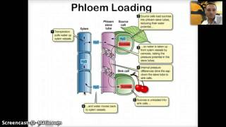 IB 92  Transport in Phloem [upl. by Nikolai]