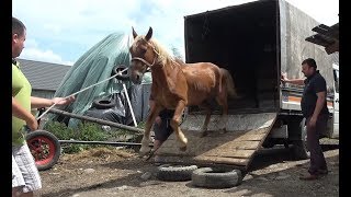 Calutul Piersic salvat de baietii de la Targu Lapus la curatat copitele  2019 Nou [upl. by Agon]