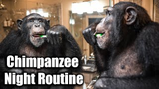 Chimpanzee Night Routine  Myrtle Beach Safari [upl. by Notgnirrab846]