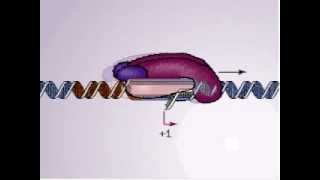 DNA transcription promoter  Biochmeistry animations [upl. by Llerdnam710]