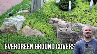 10 Tough Evergreen Ground Covers for Your Garden [upl. by Nylannej]