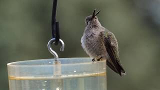 Hummingbird With Deformed Beak [upl. by Eisele]