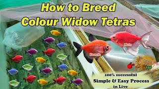 How to Breed Colour Widow Tetras  LIVE AQUARIUM [upl. by Herson]