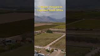 ‘7 Sisters Vineyard in Capetown South Africa winesofsouthafrica Africa Capetown Dtockfootage [upl. by Annitsirhc]