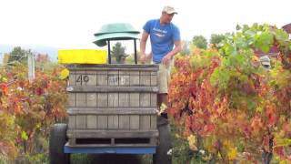 Harvesting Vitis Amurensis [upl. by Friede]