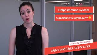 Microbe Moments Bacteroides stercoris  Sun Genomics [upl. by Ligetti860]