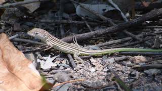 Rainbow whiptail  Cnemidophorus lemniscatus  lagartoarcoiris [upl. by Ij12]