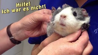 Meerschweinchen unterwegs  Heute Tierarzt  Die Meeries [upl. by Bertsche193]