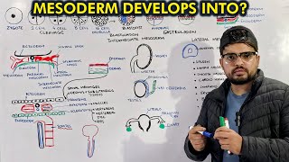 Mesoderm Embryology Organogenesis from Mesoderm [upl. by Whitaker773]