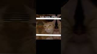 Cat name Africa ￼ [upl. by Aizek]