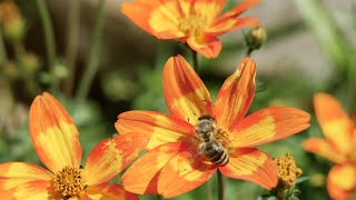 Reubicacion de Abejas  Minera Cuzcatlán [upl. by Naloc]