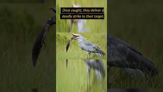 The Shoebill Stork Kills and Swallows Baby Crocodiles Whole shorts shoebillstork storks facts [upl. by Nairod]